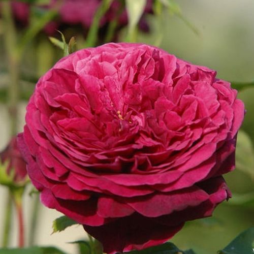 Rosen Online Gärtnerei - englische rosen - rot - Rosa Ausvelvet - stark duftend - David Austin - -